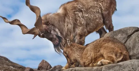 markhor loves